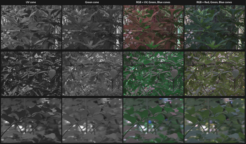 The third column, which represents how birds see the world, has the most contrast, demonstrating the importance of ultraviolet light. The fourth column is how the trees appear to human eyes.